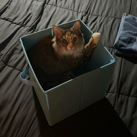 Meet your Posher, Jacie - Picture 2 of 5